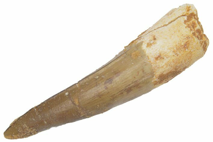 Fossil Spinosaurus Tooth - Real Dinosaur Tooth #222531